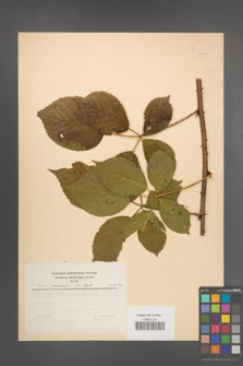 Rubus nessensis [KOR 24376]