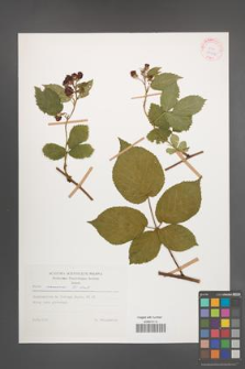 Rubus nessensis [KOR 29212]