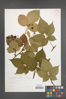 Rubus nessensis [KOR 30546]