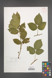 Rubus nessensis [KOR 30442]
