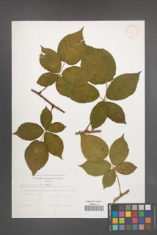 Rubus nessensis [KOR 31173]