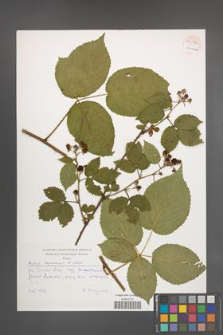 Rubus nessensis [KOR 54075]