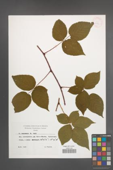 Rubus nessensis [KOR 29881]