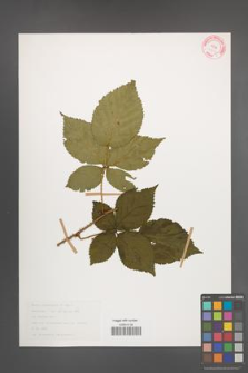 Rubus nessensis [KOR 30791]