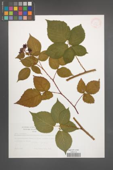 Rubus nessensis [KOR 31171]