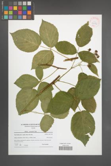 Rubus nessensis [KOR 42196]