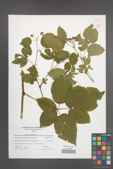 Rubus nessensis [KOR 42348]