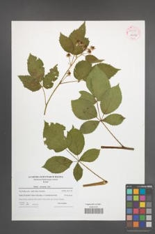 Rubus nessensis [KOR 54082]