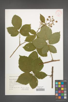 Rubus nemorosus [KOR 32303]