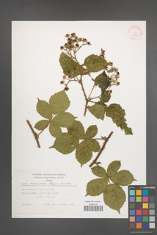 Rubus nemorosus [KOR 29463]