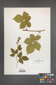 Rubus nemorosus [KOR 52029]