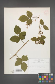 Rubus nemorosus [KOR 52033]