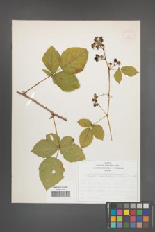 Rubus nemorosus [KOR 52034]