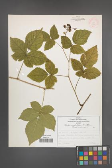 Rubus corylifolius [KOR 51953]
