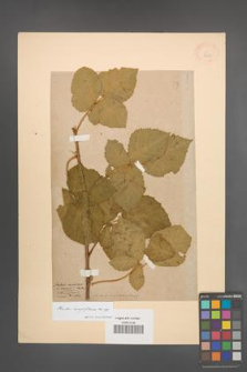 Rubus corylifolius [KOR 18515]