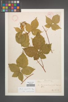 Rubus corylifolius [KOR 54083]