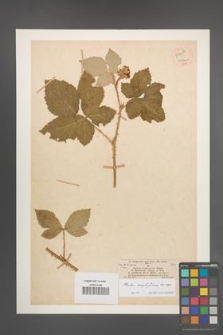 Rubus corylifolius [KOR 54084]
