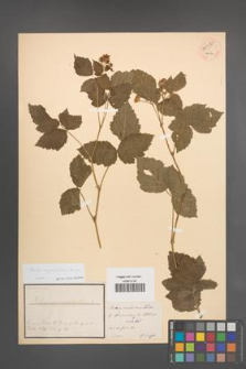 Rubus corylifolius [KOR 54085]