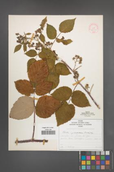 Rubus ×pseudidaeus [KOR 52000]