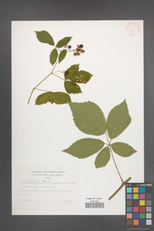 Rubus ostroviensis [KOR 32415]