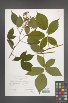 Rubus ostroviensis [KOR 39068]