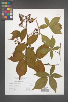 Rubus ostroviensis [KOR 41695]