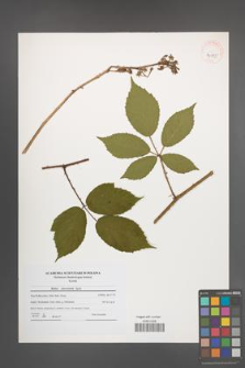 Rubus ostroviensis [KOR 40755]