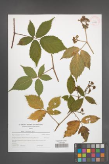 Rubus ostroviensis [KOR 43983]