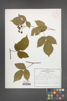 Rubus ostroviensis [KOR 51916]