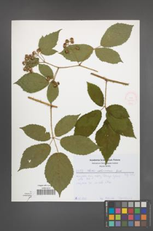Rubus ostroviensis [KOR 52048]