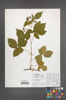 Rubus ostroviensis [KOR 51958]