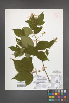 Rubus ostroviensis [KOR 51921]