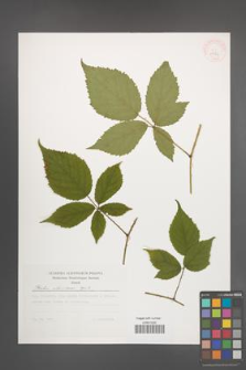 Rubus ostroviensis [KOR 29736]