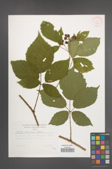 Rubus ostroviensis [KOR 29616]