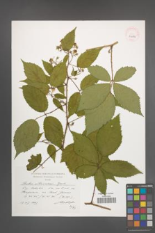 Rubus ostroviensis [KOR 39082]