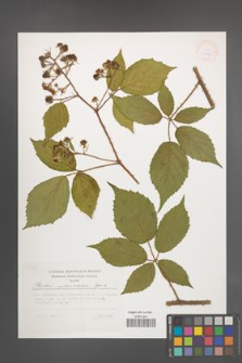 Rubus ostroviensis [KOR 32885]