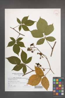 Rubus ostroviensis [KOR 40762]