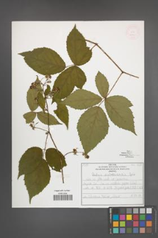 Rubus ostroviensis [KOR 51960]