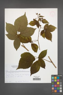 Rubus ostroviensis [KOR 52612]