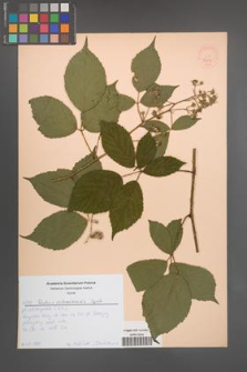 Rubus ostroviensis [KOR 52608]