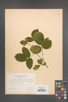 Rubus pedemontanus [KOR 8762]