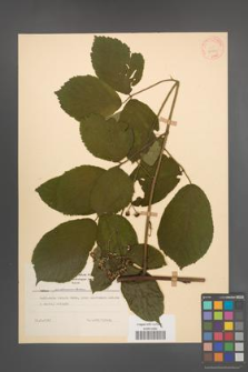 Rubus pedemontanus [KOR 30691]