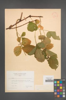 Rubus pedemontanus [KOR 22915]