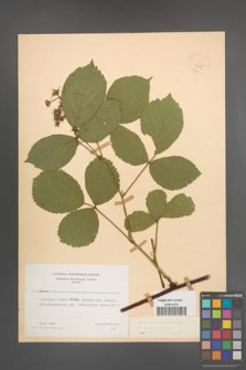 Rubus pedemontanus [KOR 22916]