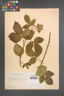 Rubus pedemontanus [KOR 10568]