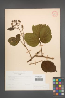 Rubus pedemontanus [KOR 10564]