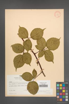 Rubus pedemontanus [KOR 10567]