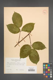 Rubus pedemontanus [KOR 54092]