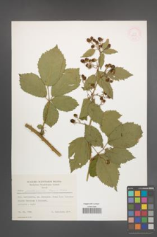 Rubus parthenocissus [KOR 52648]