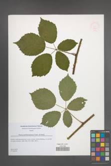 Rubus parthenocissus [KOR 51831]